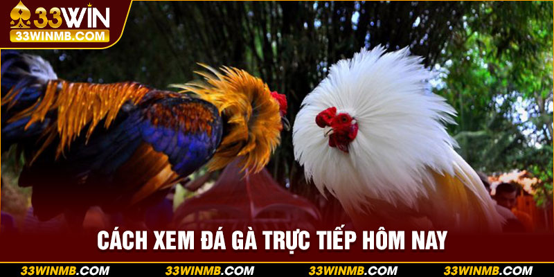 Cách xem đá gà trực tiếp hôm nay