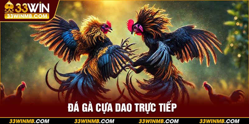 đá gà cựa dao trực tiếp