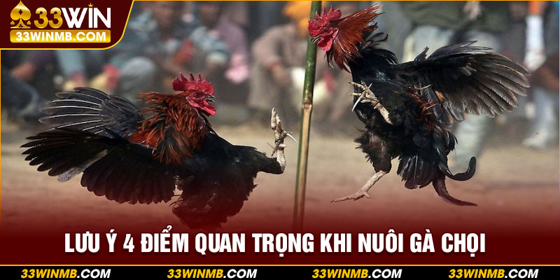 Lưu ý 4 điểm quan trọng khi nuôi gà chọi