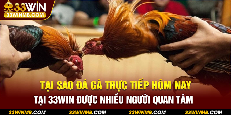 Tại sao đá gà trực tiếp hôm nay tại 33WIN được nhiều người quan tâm?